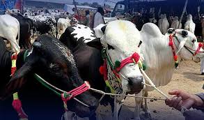 اسٹیٹ بینک کا گو کیش لیس مہم کا آغاز — عیدالاضحی پر مویشی منڈیوں میں ڈیجیٹل ادائیگیوں کا فروغ
