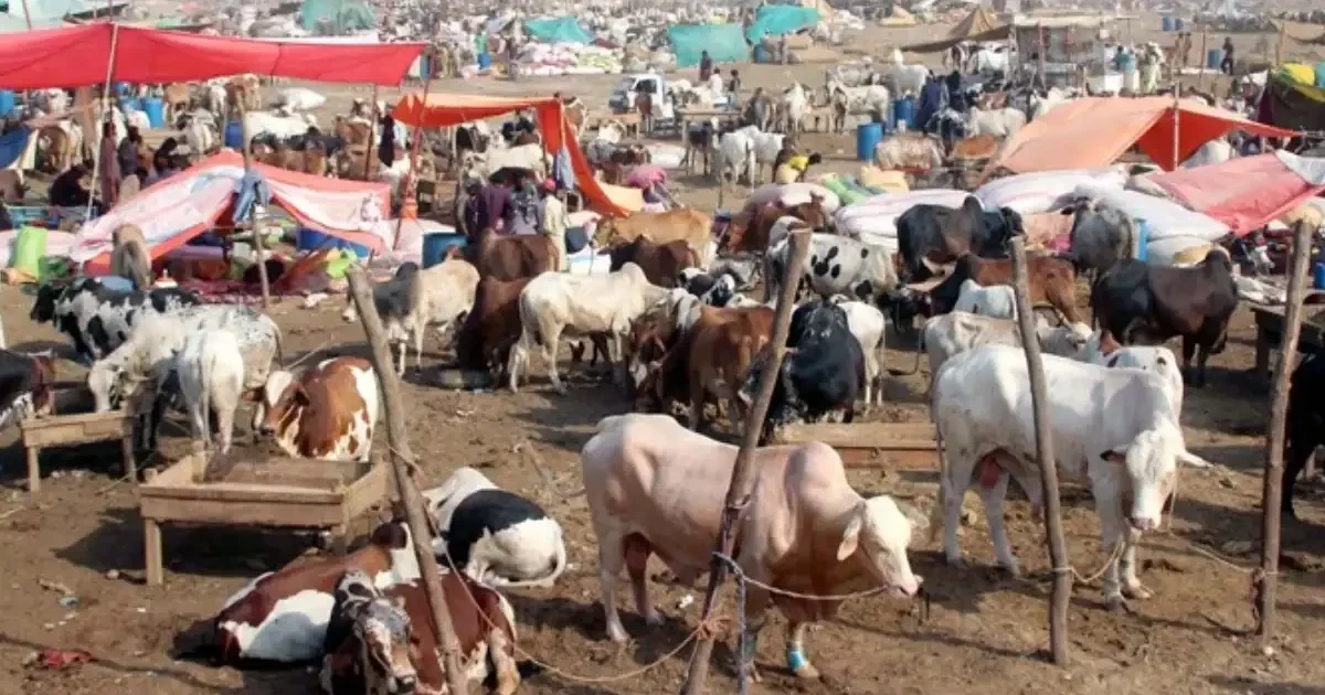 کراچی میں غیر قانونی مویشی منڈیوں پر مکمل پابندی، دفعہ 144 نافذ