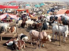 کراچی میں غیر قانونی مویشی منڈیوں پر مکمل پابندی، دفعہ 144 نافذ