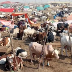 کراچی میں غیر قانونی مویشی منڈیوں پر مکمل پابندی، دفعہ 144 نافذ