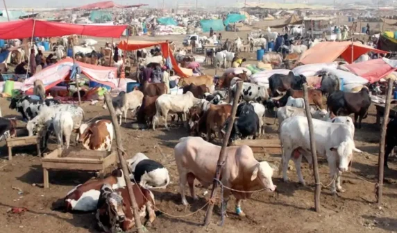 کراچی میں غیر قانونی مویشی منڈیوں پر مکمل پابندی، دفعہ 144 نافذ