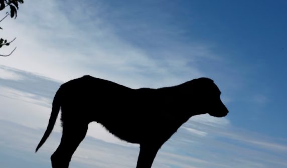 خیبر پختونخوا میں کتے کے کاٹنے کے واقعات میں تشویشناک اضافہ